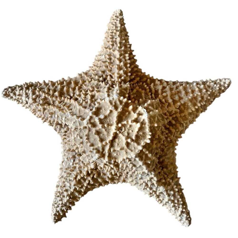 Starfish 10” Genuine Dried Ocean Sea Decor